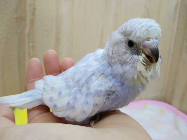 ジャンボセキセイインコ