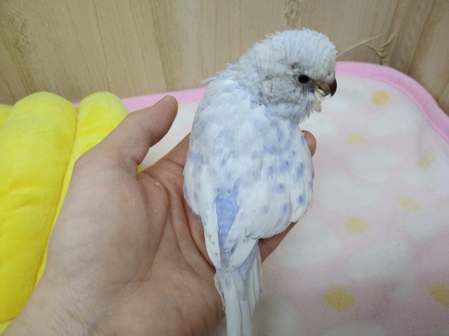 ジャンボセキセイインコ