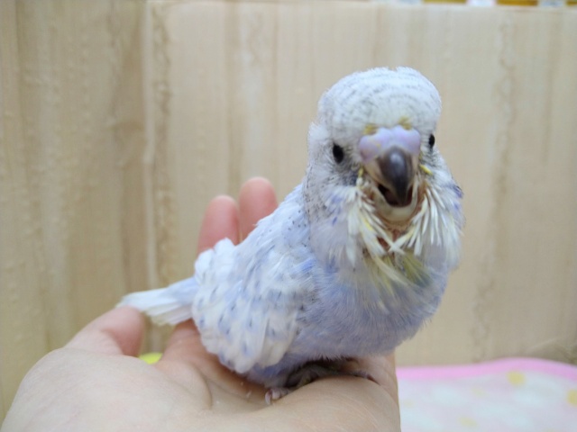 ジャンボセキセイインコ