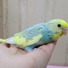 菜の花カラーのセキセイさんいますよ〜