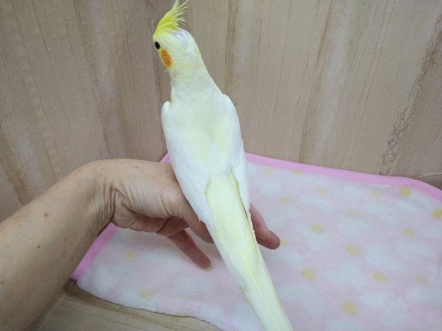 オカメインコ