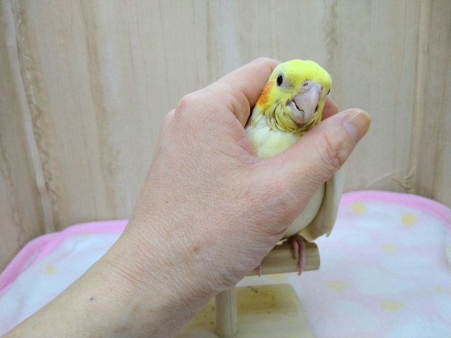 オカメインコ