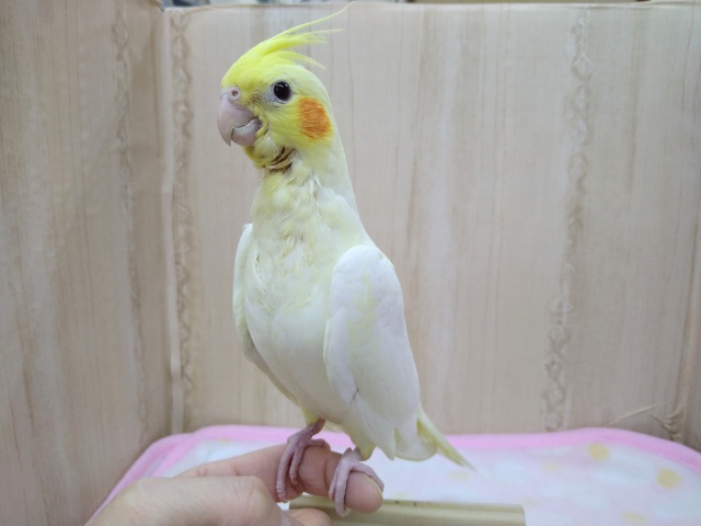 オカメインコ