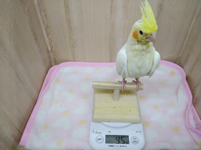 オカメインコ