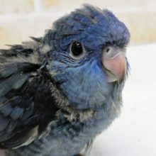 鮮やかブルー💙 サザナミインコ(コバルトブルー)