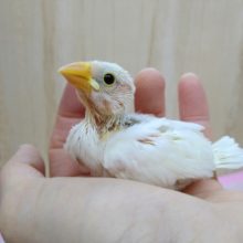 いつでも人気！白文鳥さんいますよ〜