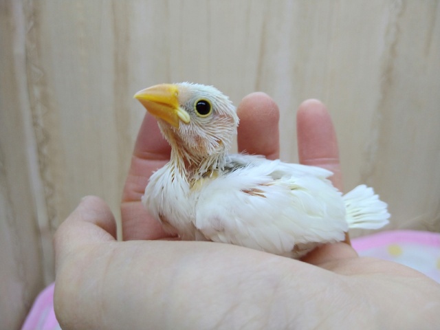 いつでも人気！白文鳥さんいますよ〜