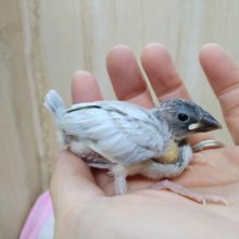 カッコイイヒナ！シルバー文鳥さんいますよ〜