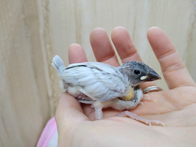 カッコイイヒナ！シルバー文鳥さんいますよ〜