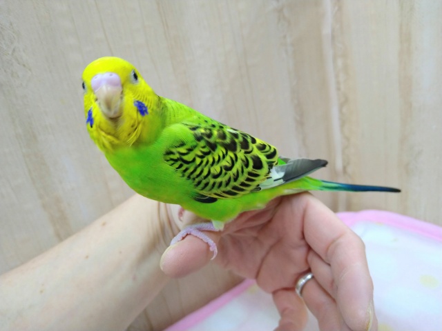 セキセイインコ