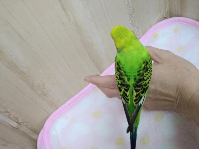 セキセイインコ