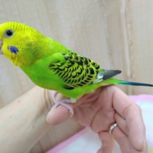 ナデナデ大好き！セキセイインコの「ミドリちゃん」いますよ〜