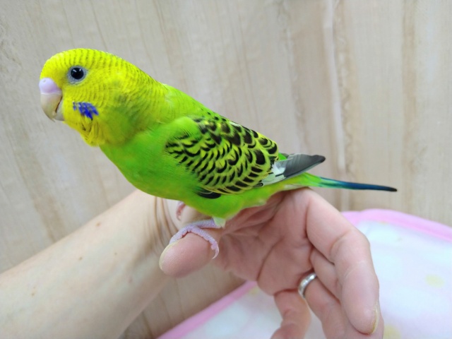 ナデナデ大好き！セキセイインコの「ミドリちゃん」いますよ〜