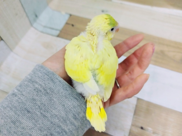 セキセイインコ