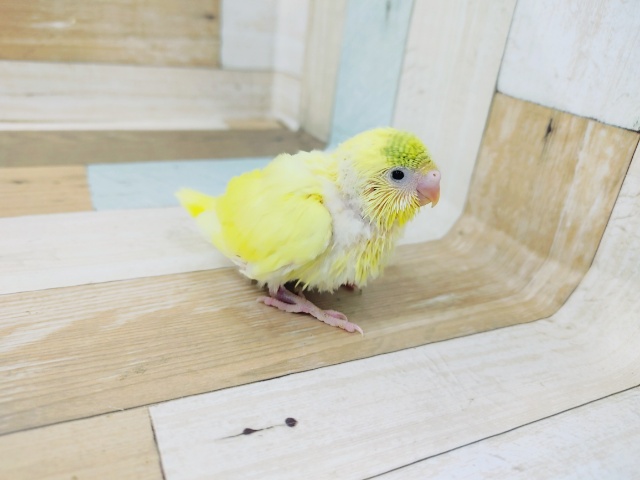 セキセイインコ