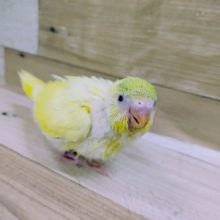 わたわた天使💓セキセイインコのクリームハルクインさんです♪
