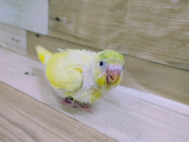 わたわた天使💓セキセイインコのクリームハルクインさんです♪