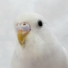 とても綺麗なダブルファクターいますよ