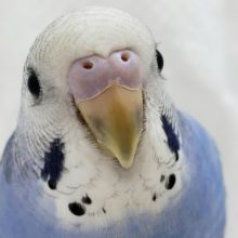 カキカキ大好きセキセイインコ。