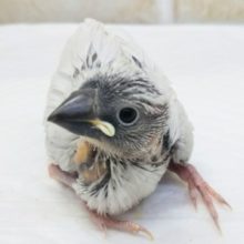 メロメロ注意🌟 シルバー文鳥