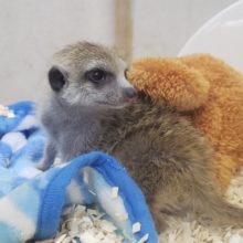 勝田台店に～ミーアキャットが～きた～(ﾟ∀ﾟ*)