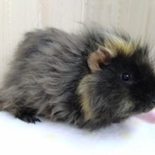 モッフモフがたまりません！メリノモルモットさんいますよ〜