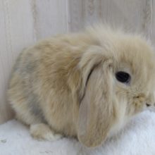 お顔がモッフモフ〜なロップイヤーさん！来ましたよ〜