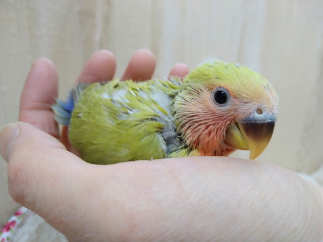 コザクラインコ（小桜インコ）