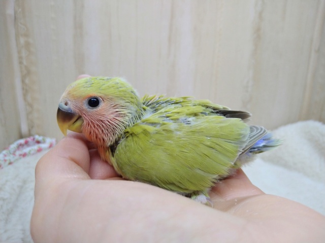 コザクラインコ（小桜インコ）