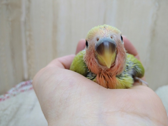 コザクラインコ（小桜インコ）