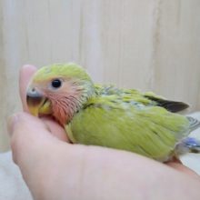 若草カラー！小桜インコシナモンさんいますよ〜