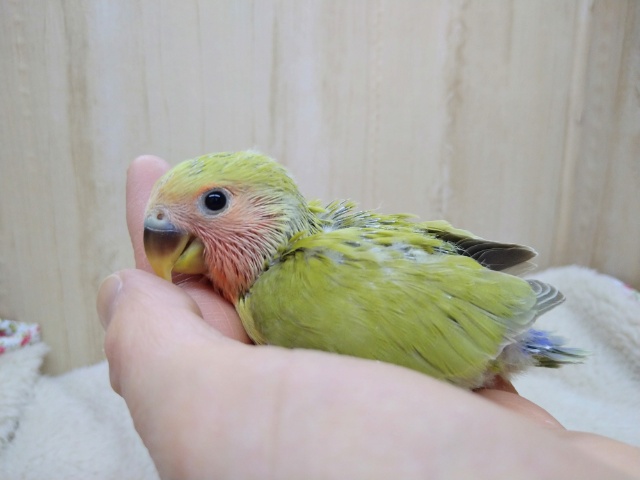 若草カラー！小桜インコシナモンさんいますよ〜