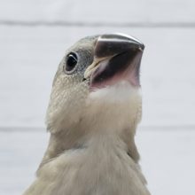 いい感じの桜文鳥いますよ