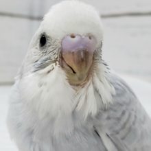 綺麗なホワイトウイングのセキセイインコです
