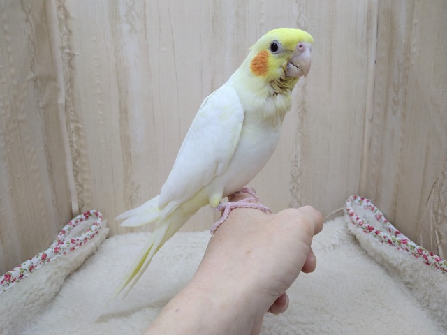 オカメインコ