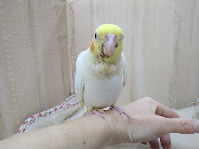 オカメインコ