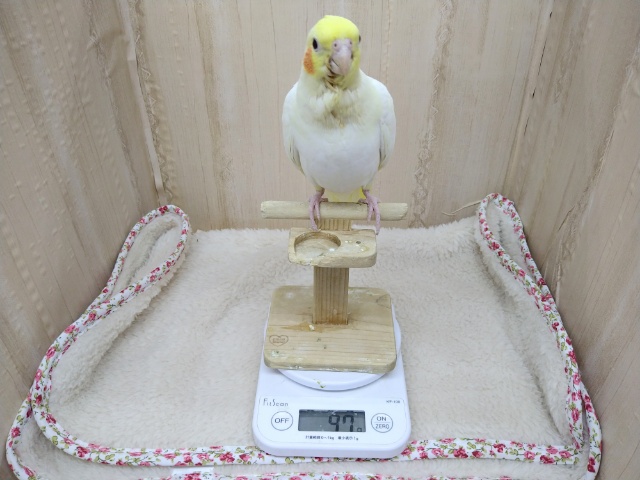 オカメインコ