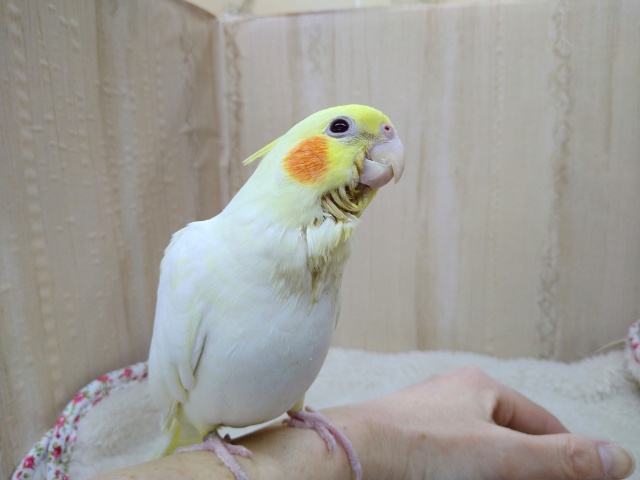 オカメインコ