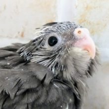 ニコニコ笑顔☺️ オカメインコ(ノーマル)