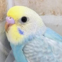 スカイブルー🌏️ セキセイインコ(パステルレインボー)