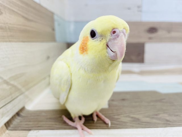 性格はなまる✨オカメインコ(ルチノー)