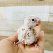 わた毛天国♡セキセイインコヒナ(ダブルファクター)
