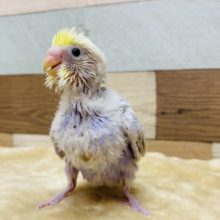 元気いっぱいのセキセイインコ！イエローフェイスライラックいますよ〜