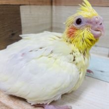 成長しましたよ〜自慢のご飯大好きっ子です！オカメインコ　ルチノー