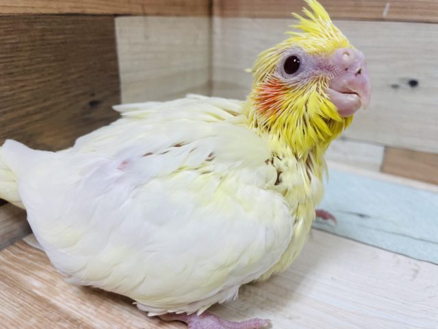 成長しましたよ〜自慢のご飯大好きっ子です！オカメインコ　ルチノー