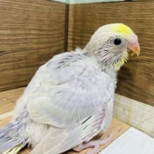お顔に黄色♡セキセインコ　イエローフェイスのライラック♡