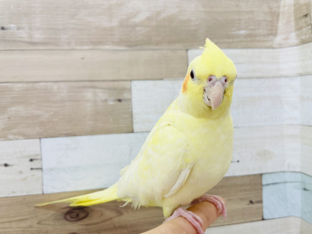 オカメインコ