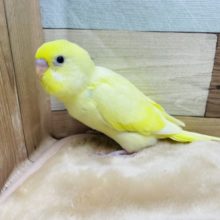 優しい雰囲気のクリームハルクインカラー☆セキセイインコのヒナ！