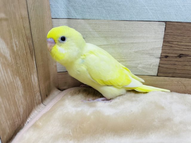 優しい雰囲気のクリームハルクインカラー☆セキセイインコのヒナ！