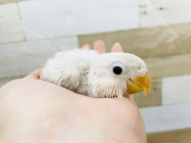 ボタンインコ